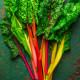 Mangold Celebration F1 – semená Beta vulgaris
