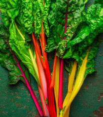 Mangold Celebration F1 – semená Beta vulgaris
