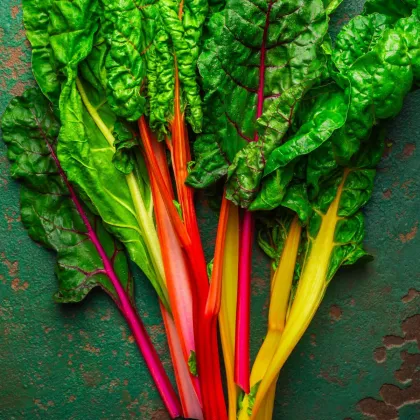 Mangold Celebration F1 – semená Beta vulgaris