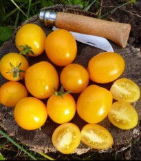 Kríčková paradajka Vivaoro – Solanum lycopersicum