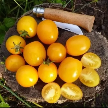 Kríčková paradajka Vivaoro – Solanum lycopersicum