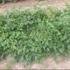 Kríčková paradajka Vivaoro – Solanum lycopersicum