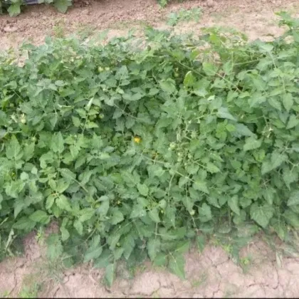 Kríčková paradajka Vivaoro – Solanum lycopersicum