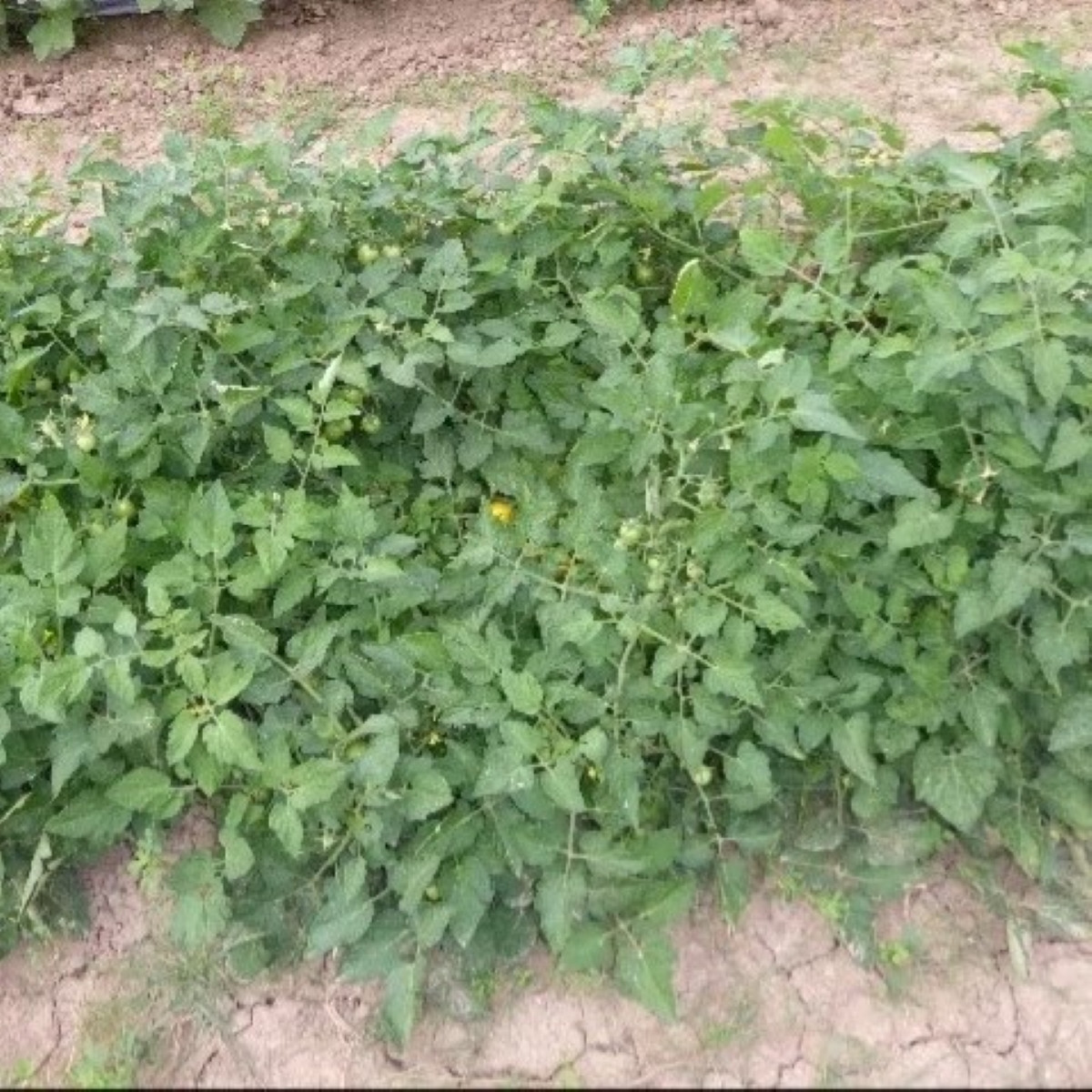 Kríčková paradajka Vivaoro – Solanum lycopersicum