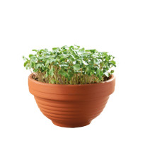 Microgreens – Kučeravý kel v terakotovej miske – Buzzy – Pieterpik – 1 ks