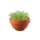 Buzzy Microgreens Tatsoi v terakotovej miske – Pieterpik