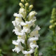 Semená papuľky väčšej Leonidas F1 White – Antirrhinum majus
