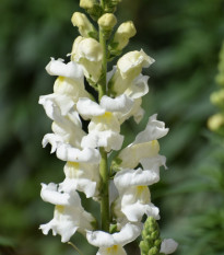 Semená papuľky väčšej Leonidas F1 White – Antirrhinum majus