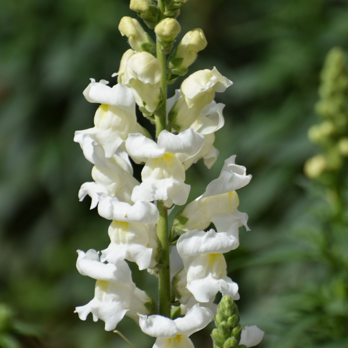 Semená papuľky väčšej Leonidas F1 White – Antirrhinum majus
