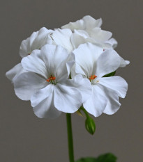 Horizon F1 Pure White – semená muškátu krúžkovaného