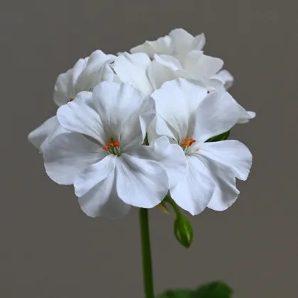 Horizon F1 Pure White – semená muškátu krúžkovaného