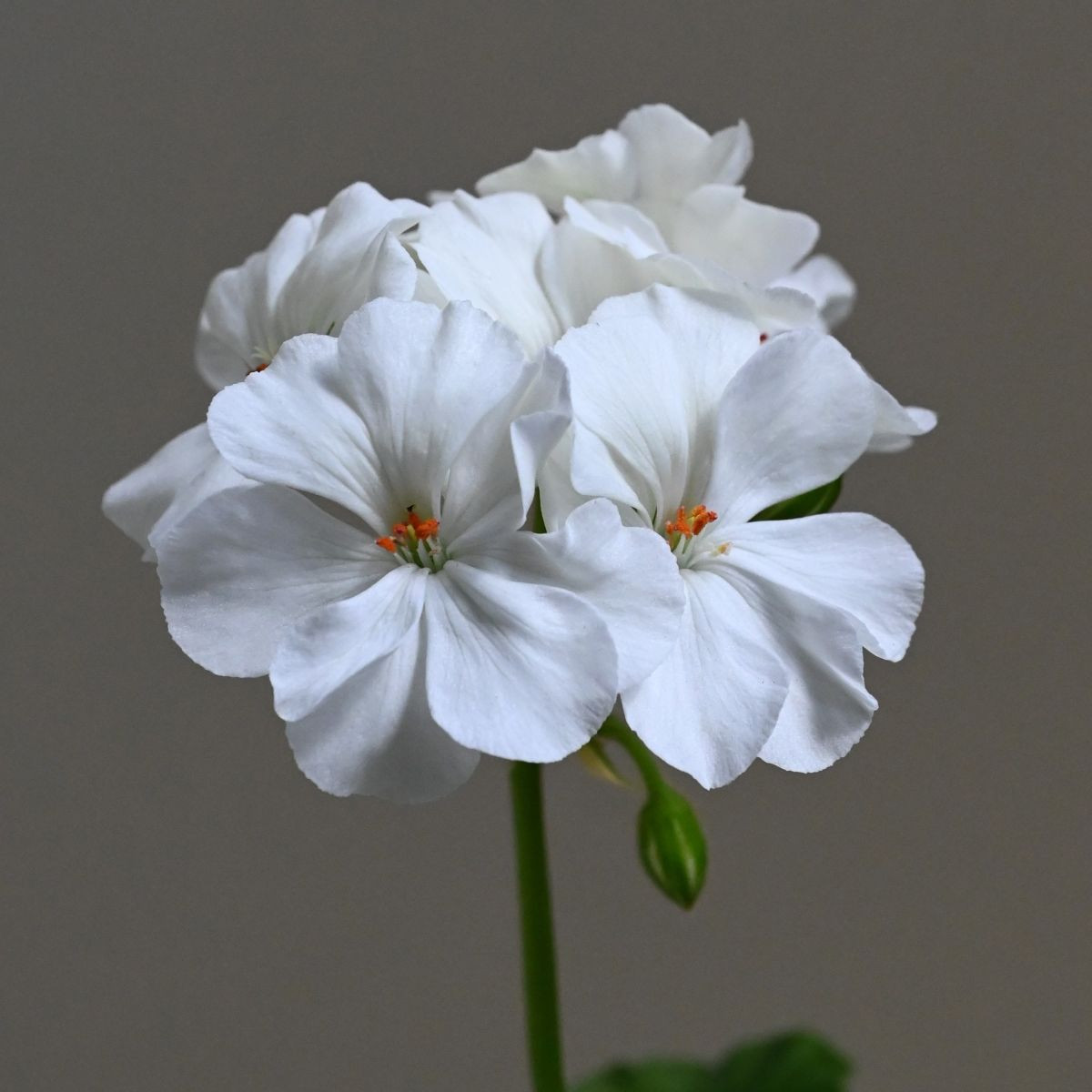 Horizon F1 Pure White – semená muškátu krúžkovaného
