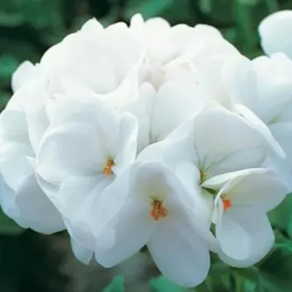 Horizon F1 Pure White – semená muškátu krúžkovaného