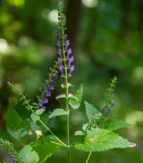 Šišiak vysoký - Scutellaria altissima - semená