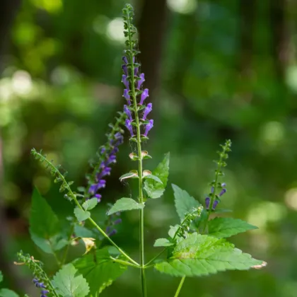 Šišiak vysoký - Scutellaria altissima - semená