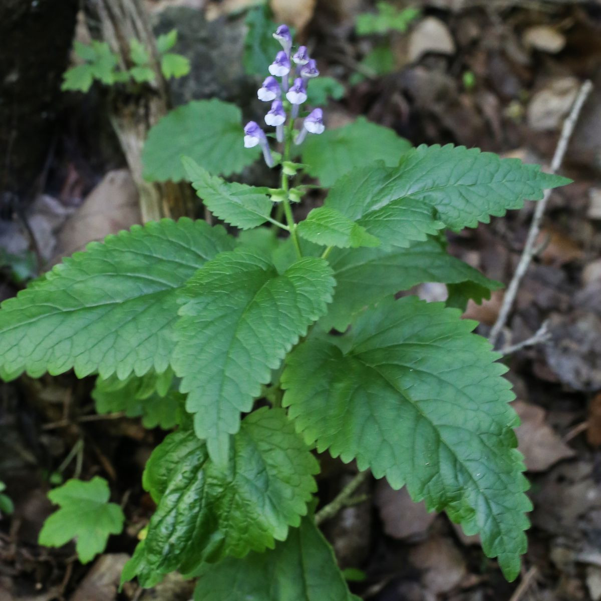 Šišiak vysoký - Scutellaria altissima - semená
