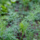BIO Kôpor voňavý Tetra – Anethum graveolens – bio semená kôpru