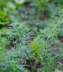 BIO Kôpor voňavý Tetra – Anethum graveolens – bio semená kôpru