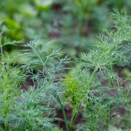 BIO Kôpor voňavý Tetra – Anethum graveolens – bio semená kôpru