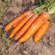 BIO Mrkva Berlicum – Daucus carota – bio semená mrkvy