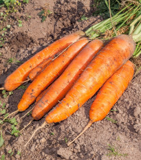 BIO Mrkva Berlicum – Daucus carota – bio semená mrkvy