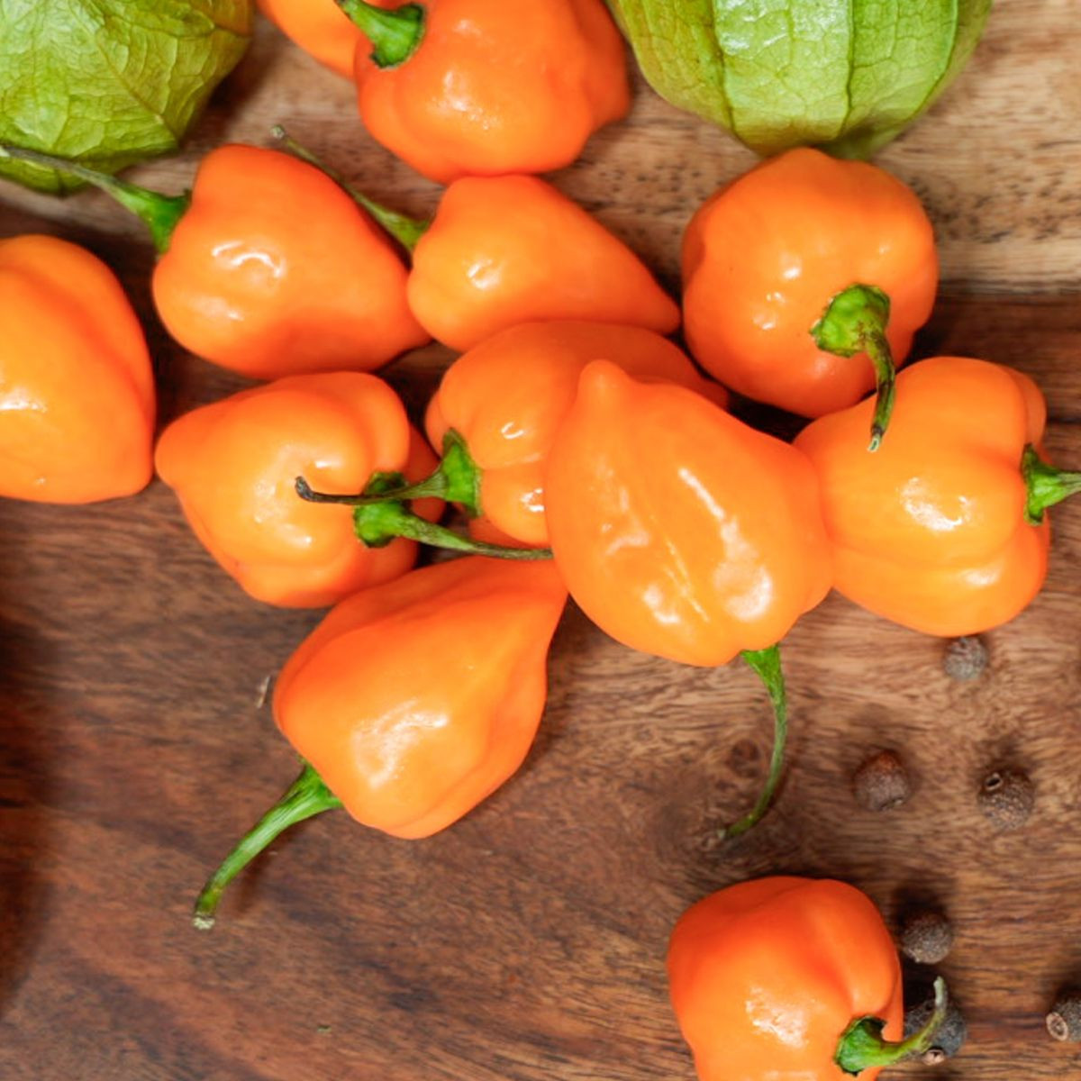 Čili Habanero Sevilla – semená Capsicum chinense