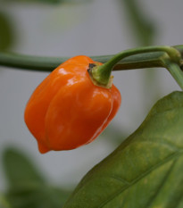 Čili Habanero Sevilla – semená Capsicum chinense
