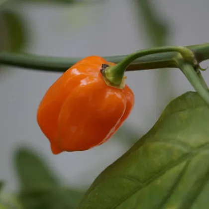 Čili Habanero Sevilla – semená Capsicum chinense