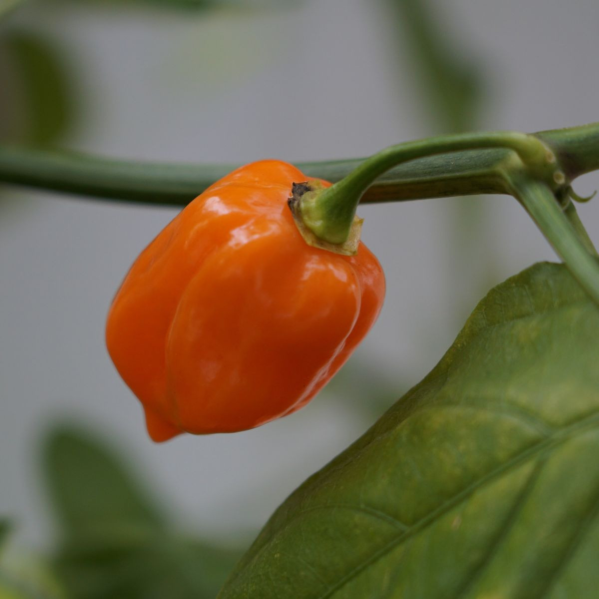 Čili Habanero Sevilla – semená Capsicum chinense