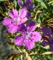 BIO Klinček sibírsky – Dianthus amurensis – semená klinčeka