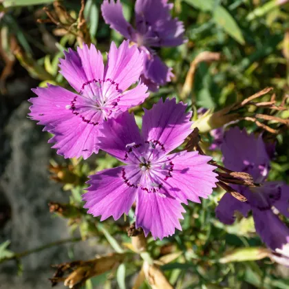 BIO Klinček sibírsky – Dianthus amurensis – semená klinčeka