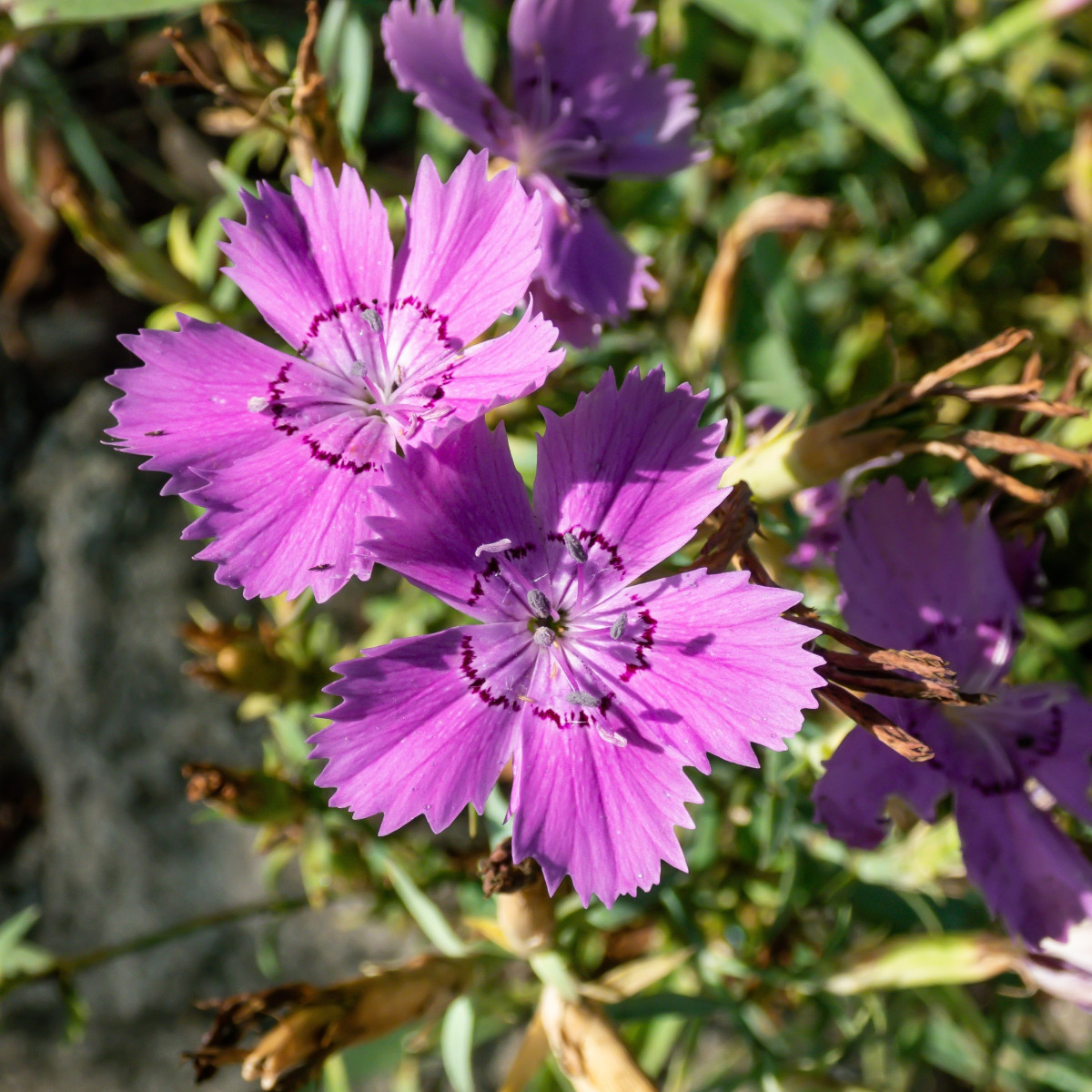 BIO Klinček sibírsky – Dianthus amurensis – semená klinčeka
