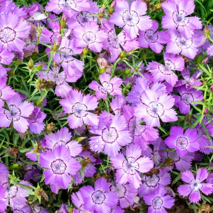 BIO Klinček sibírsky – Dianthus amurensis – semená klinčeka