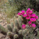 Kaktus Bonkerov – Echinocereus bonkerae – semená kaktusu