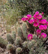 Kaktus Bonkerov – Echinocereus bonkerae – semená kaktusu