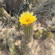 Kaktus Texas Rainbow Hedgehog – Echinocereus dasyacanthus – semená