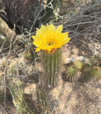 Kaktus Texas Rainbow Hedgehog – Echinocereus dasyacanthus – semená