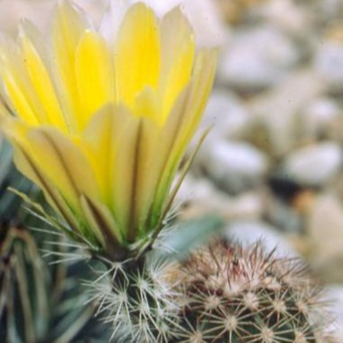 Kaktus Texas Rainbow Hedgehog – Echinocereus dasyacanthus – semená