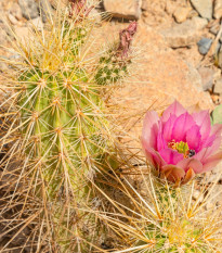 Engelmannov kaktus Hedgehog – Echinocereus engelmannii – semená