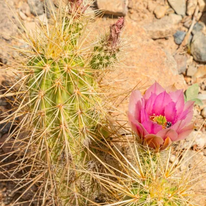 Engelmannov kaktus Hedgehog – Echinocereus engelmannii – semená