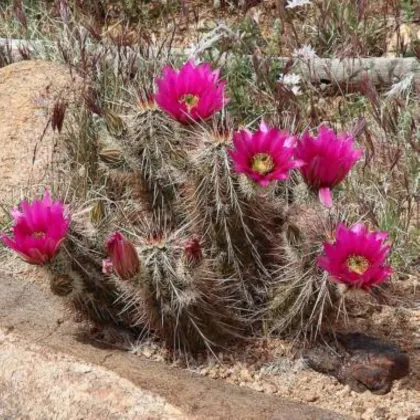 Engelmannov kaktus Hedgehog – Echinocereus engelmannii – semená