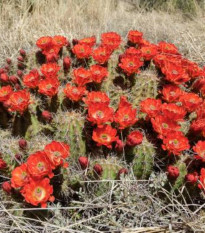 Kaktus šarlátový Golden Rainbow Hedgehog – Echinocereus coccineus