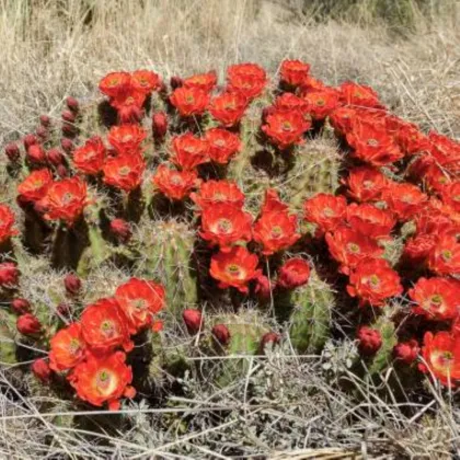 Kaktus šarlátový Golden Rainbow Hedgehog – Echinocereus coccineus