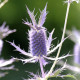 Kotúč Purple Sheen – Eryngium leavenworthii – semená kotúča