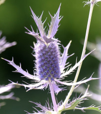 Kotúč Purple Sheen – Eryngium leavenworthii – semená kotúča