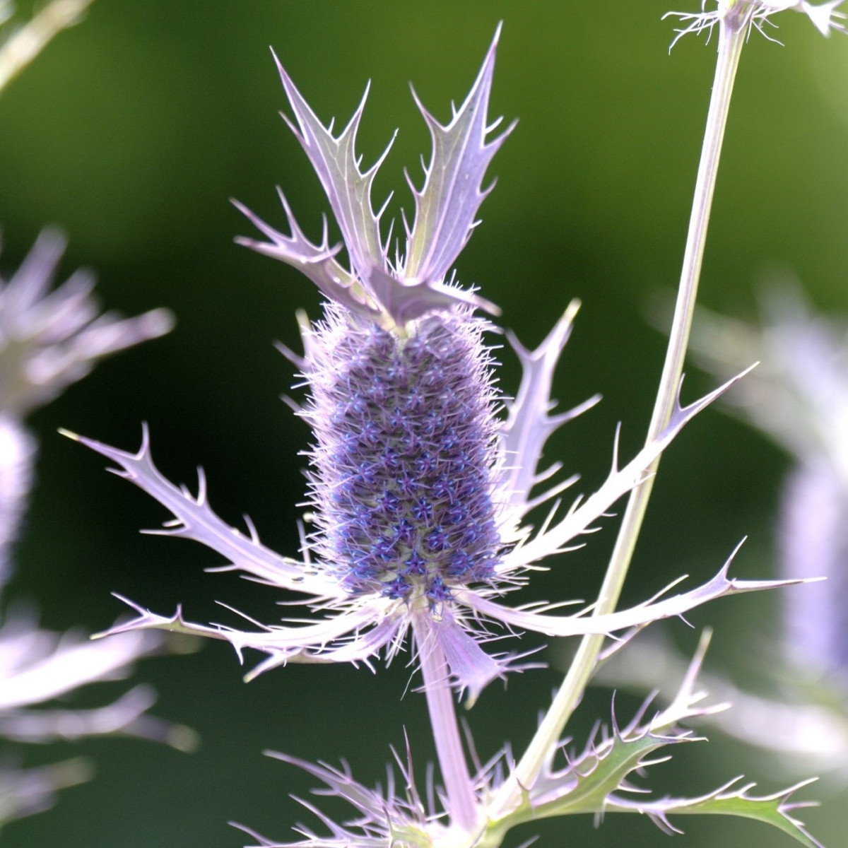 Kotúč Purple Sheen – Eryngium leavenworthii – semená kotúča