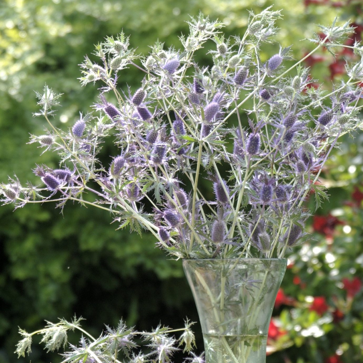 Kotúč Purple Sheen – Eryngium leavenworthii – semená kotúča