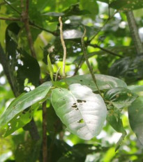 Piepor stromovitý – Piper arboreum – semená piepra