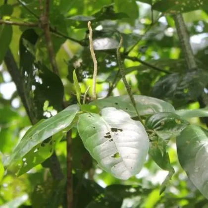 Piepor stromovitý – Piper arboreum – semená piepra