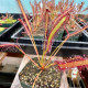 Rosnatka kapská Montagu Pass – Drosera capensis – semená